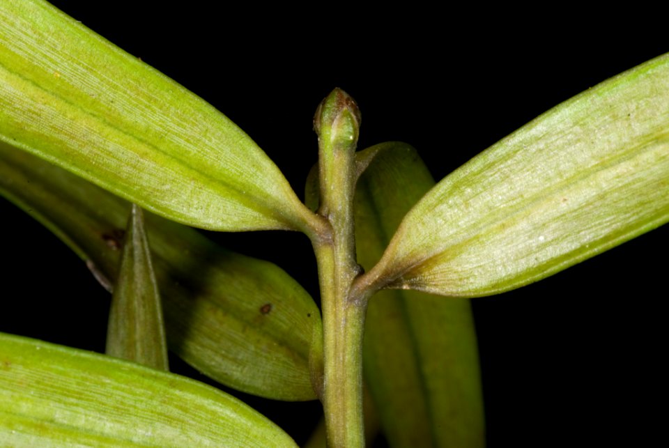 Podocarpus laetus by Peter de Lange