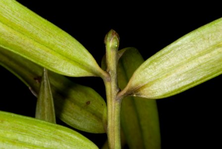 Podocarpus laetus by Peter de Lange