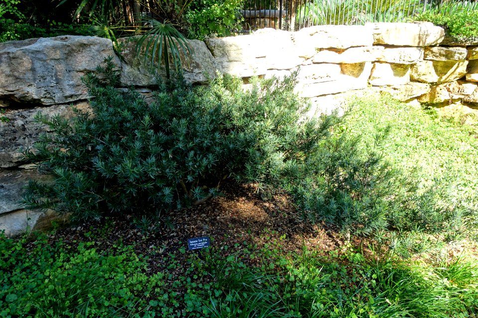 Podocarpus macrophyllus - Zilker Botanical Garden - Austin, Texas - DSC08888