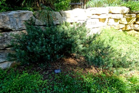Podocarpus macrophyllus - Zilker Botanical Garden - Austin, Texas - DSC08888
