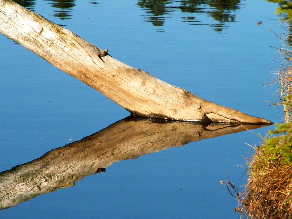 Dead tree log nature