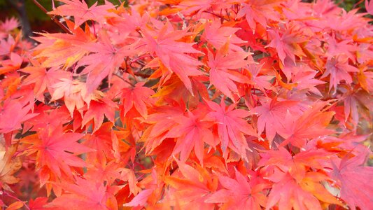 Trees red tree red leaf