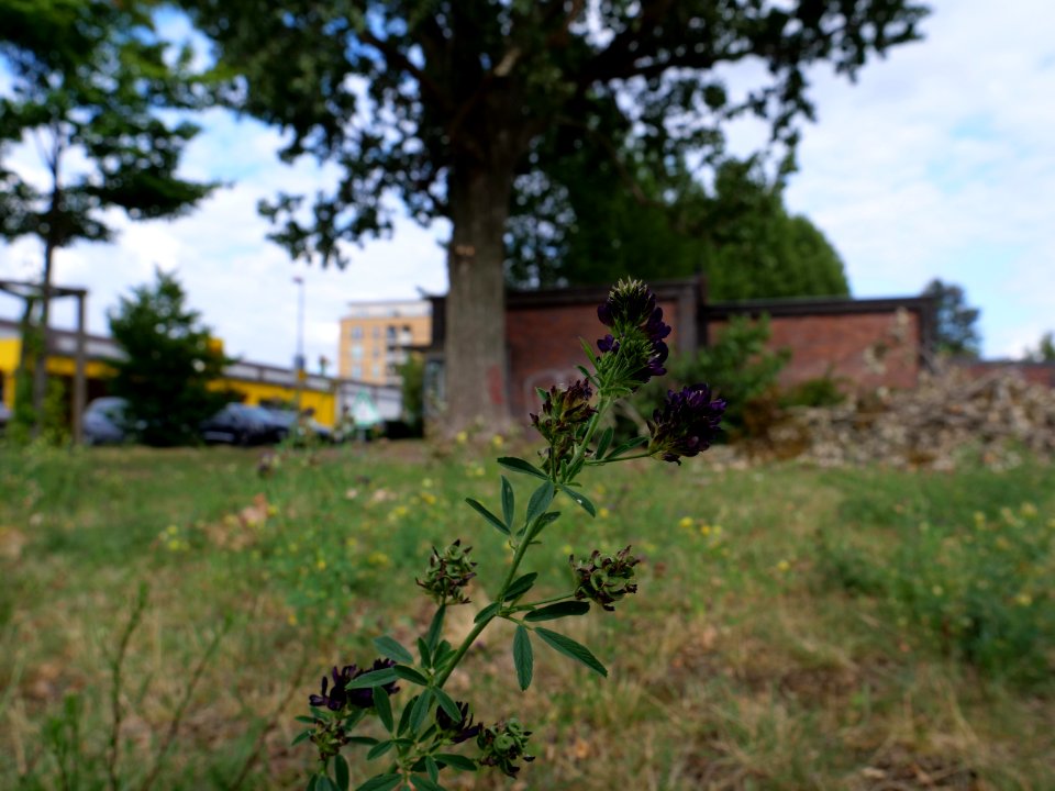 Poelzigpark 2019-07-07 09