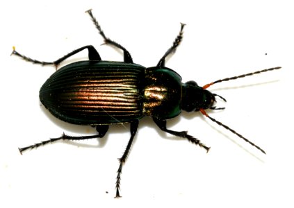 Poecilus-cupreus-16-fws