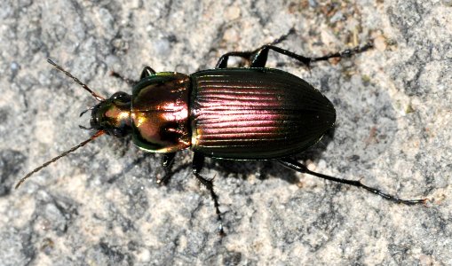 Poecilus-versicolor-01-fws