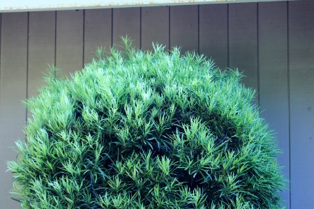 Podocarpus macrophyllus IMG 1115