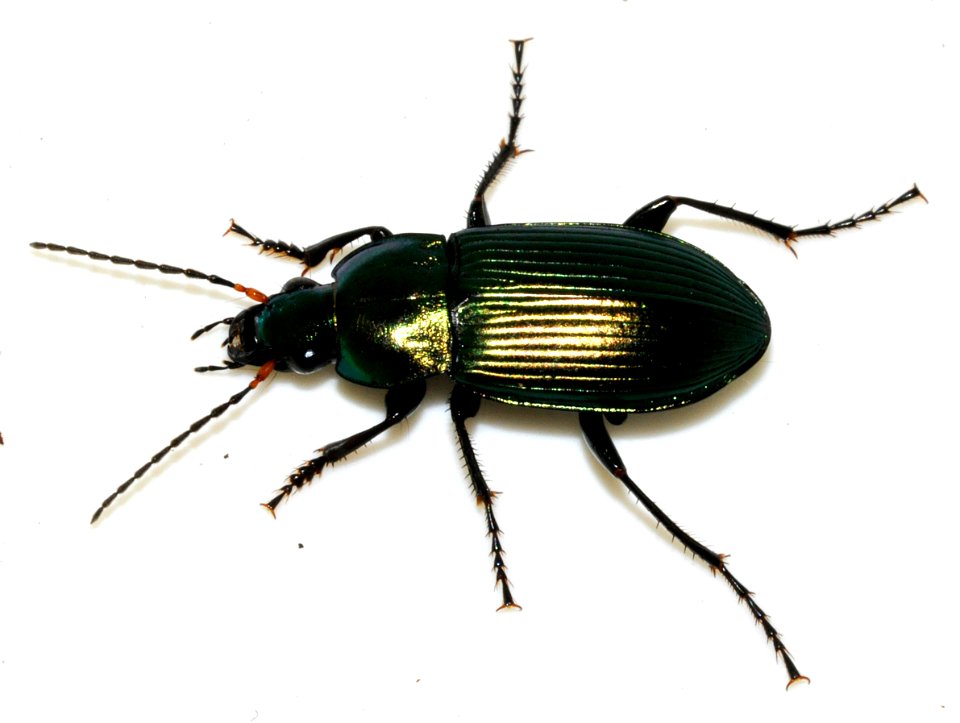 Poecilus-cupreus-06-fws