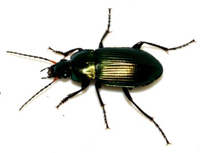 Poecilus-cupreus-06-fws