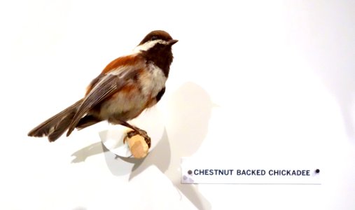 Poecile rufescens (Chestnut-backed chickadee) - Oakland Museum of California - DSC05315