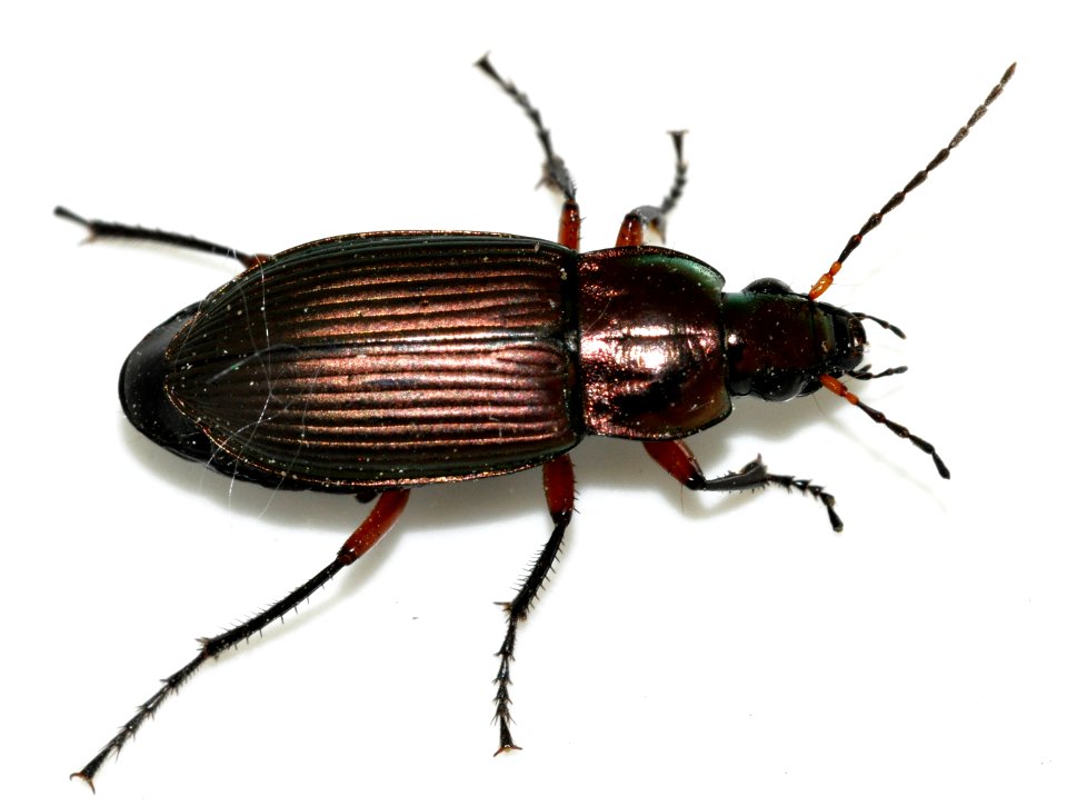 Poecilus-cupreus-02-fws