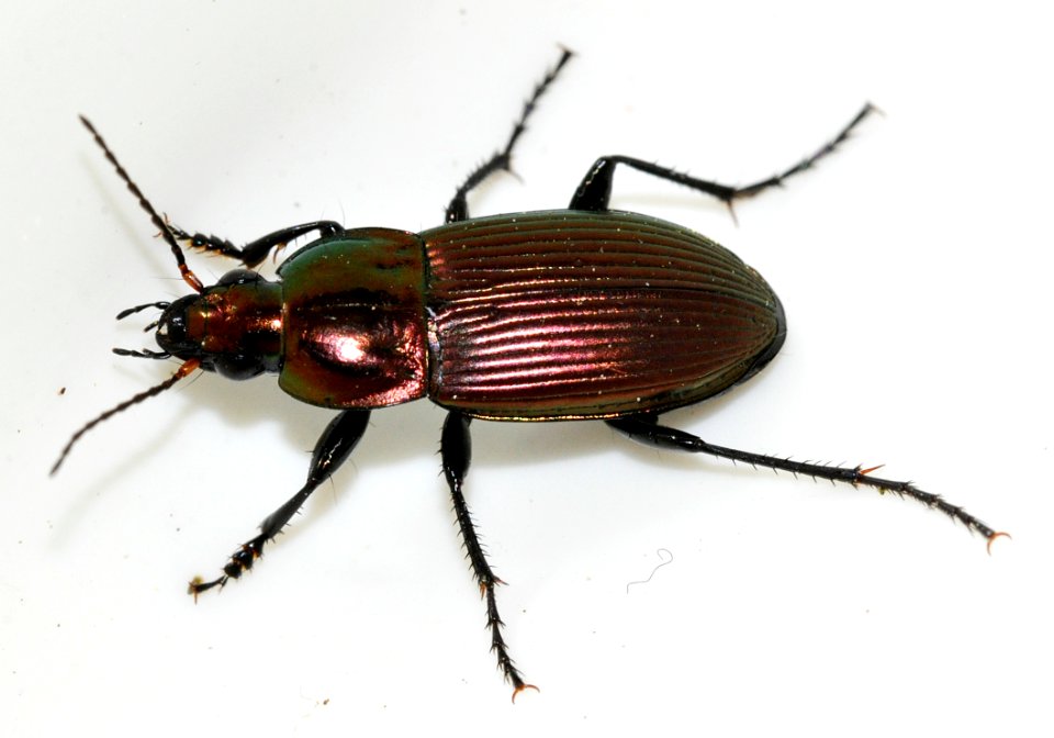 Poecilus-versicolor-13-fws