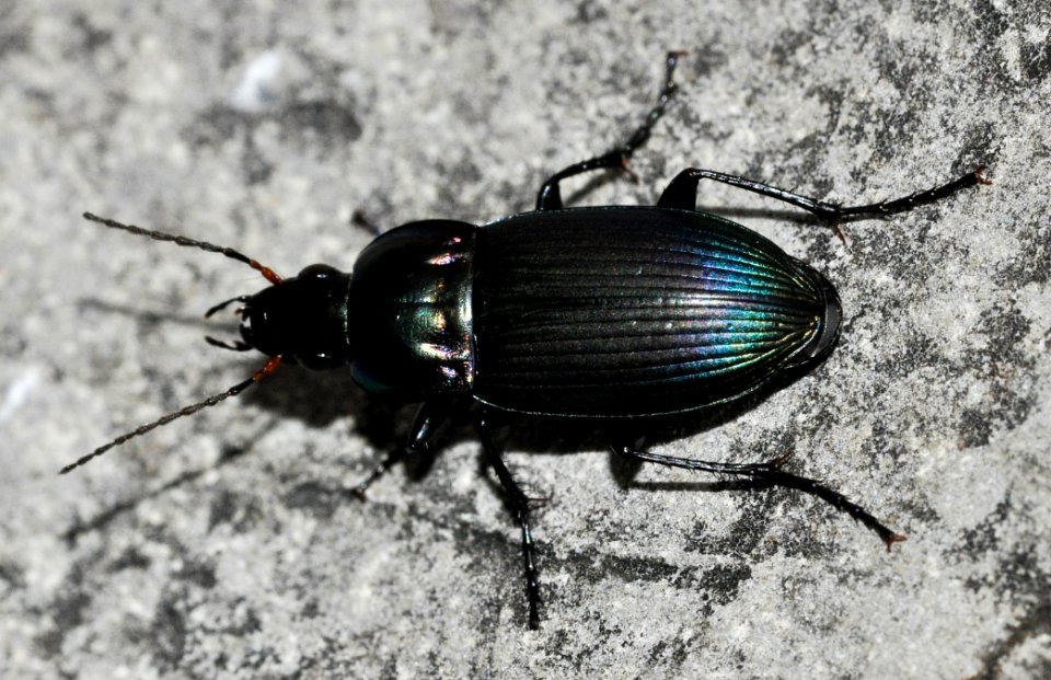 Poecilus-versicolor-06-fws