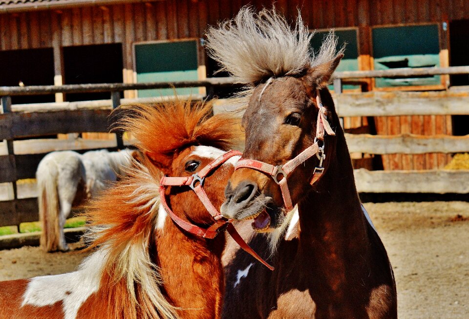 Animal horses nature