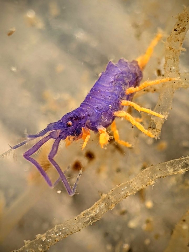 Podocerus cristatus 110062992