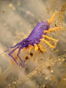 Podocerus cristatus 110062992