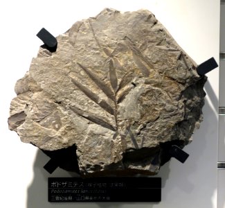 Podozamites lanceolatus - National Museum of Nature and Science, Tokyo - DSC07004