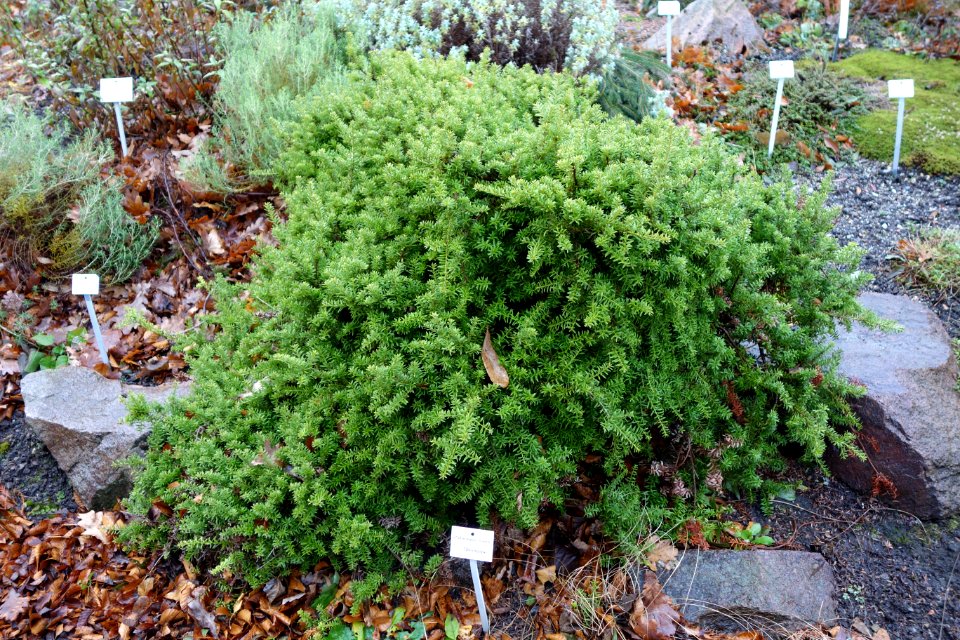 Podocarpus nivalis - Botanischer Garten, Dresden, Germany - DSC08404