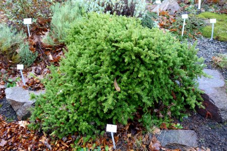 Podocarpus nivalis - Botanischer Garten, Dresden, Germany - DSC08404
