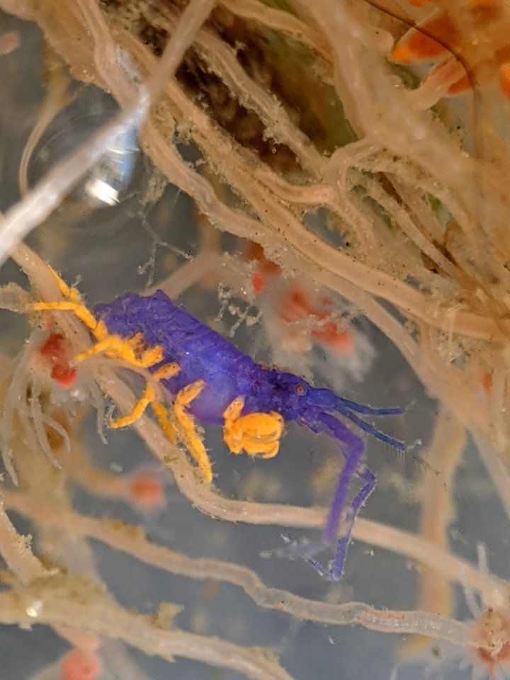 Podocerus cristatus 110063138