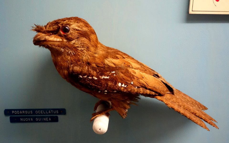 Podargus ocellatus - Museo Civico di Storia Naturale Giacomo Doria - Genoa, Italy - DSC03163
