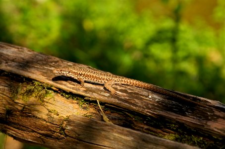 Podarcis muralis Moulin-Haut