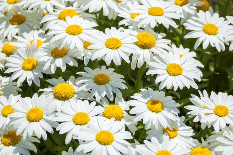 Blossom spring floral