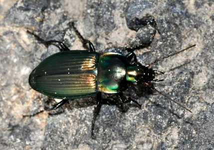 Poecilus-versicolor-02-fws