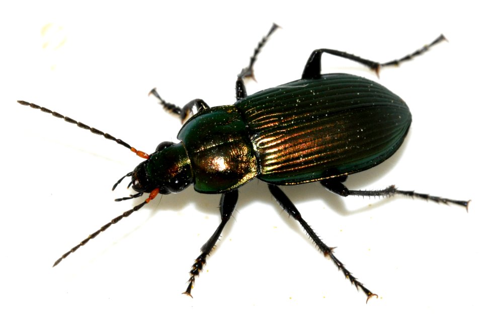Poecilus-cupreus-18-fws