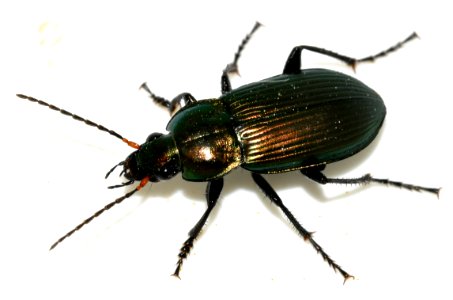 Poecilus-cupreus-18-fws