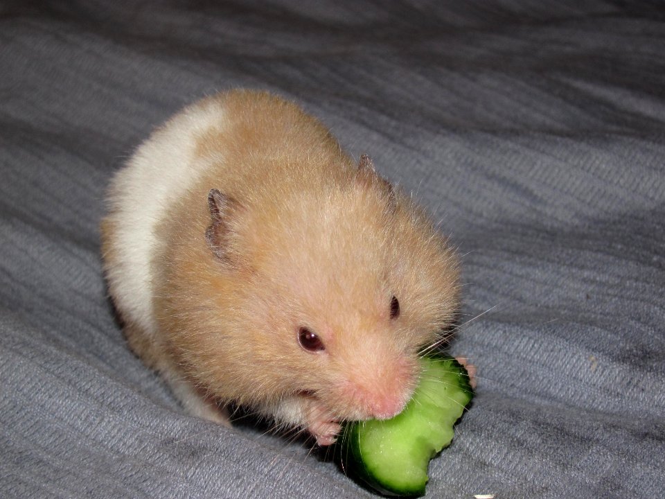 Pet Hamster eating cucumber