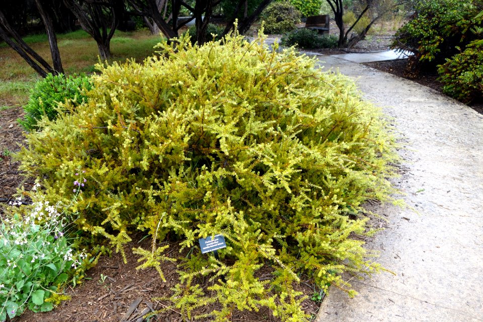 Podocarpus acutifolius - UC Santa Cruz Arboretum - DSC07553