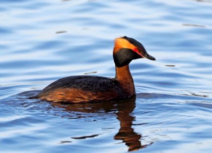 Podiceps auritus Oulu Finland 2020-05-08