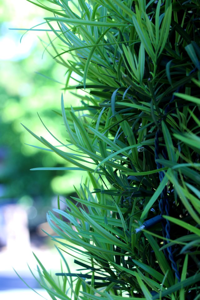 Podocarpus macrophyllus IMG 1130