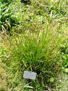Podospermum purpureum - Botanischer Garten, Frankfurt am Main - DSC02646