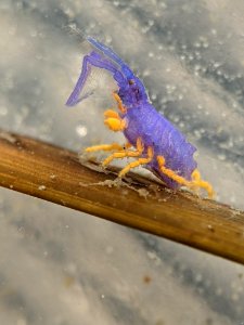 Podocerus cristatus 110063116