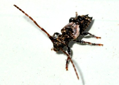 Pogonocherus-hispidus-09-fws