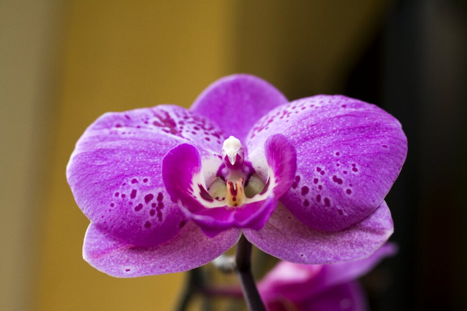 Flower plant phanelopsis