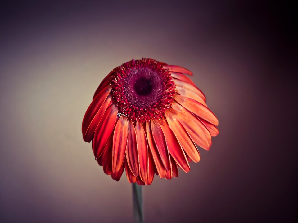 Nature blossom bloom