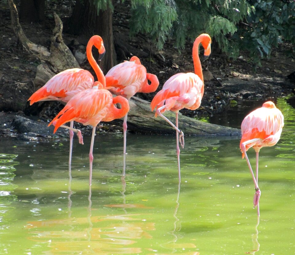 Wildlife exotic water