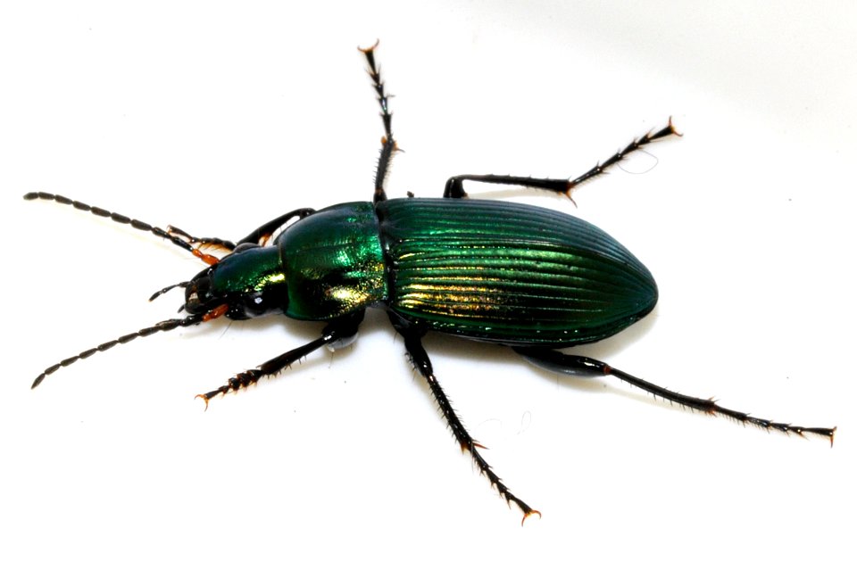 Poecilus-cupreus-04-fws