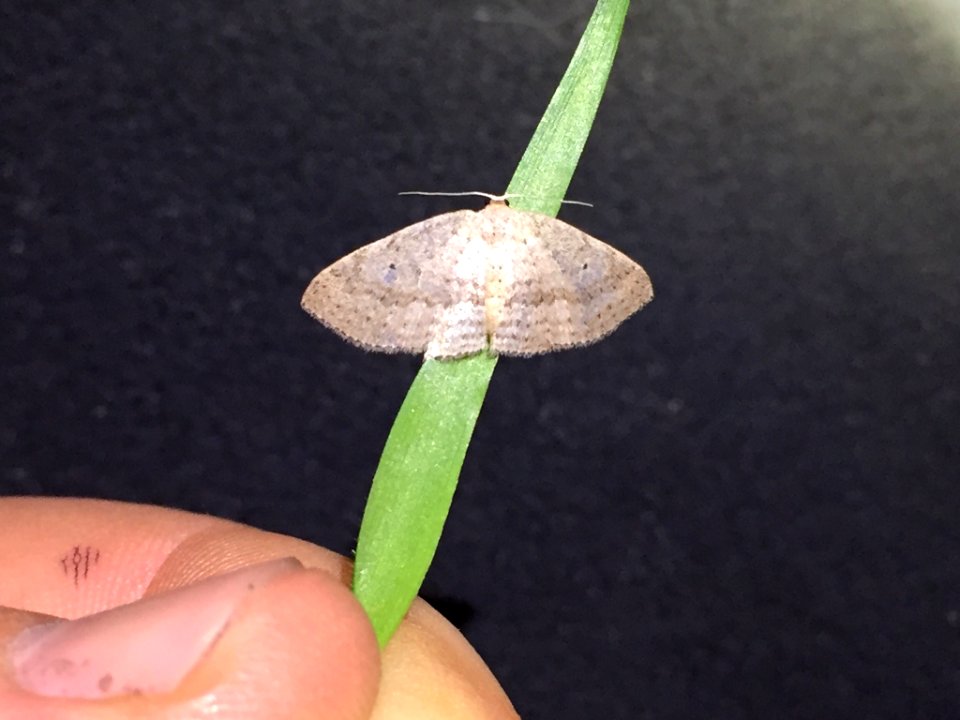 Poecilasthena schistaria 7630075