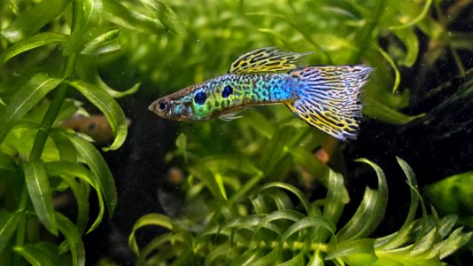 Poecilia reticulata - Guppy, male, cobra-green morph