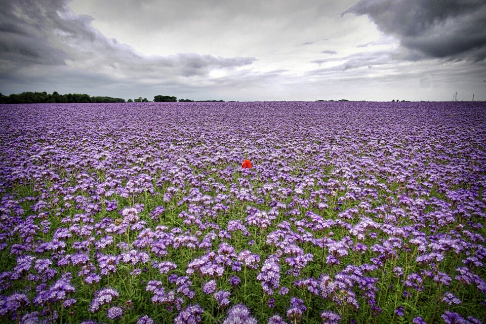 Poppy field flowers