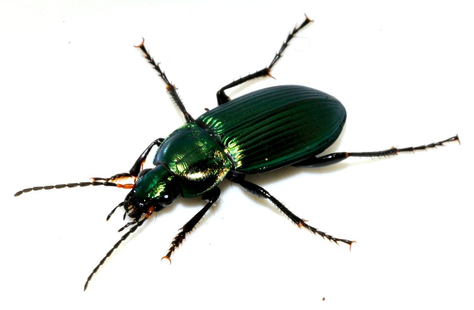 Poecilus-cupreus-08-fws