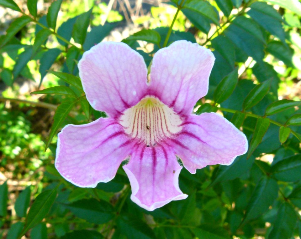 Podranea ricasoliana