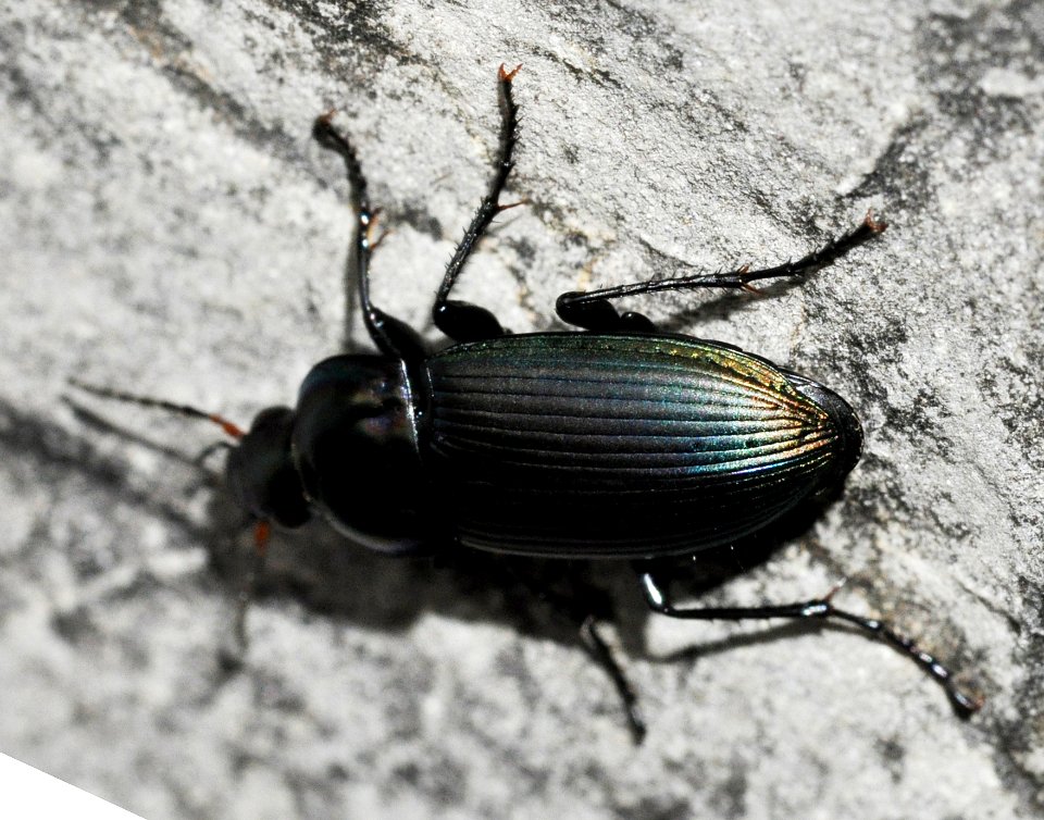Poecilus-versicolor-05-fws