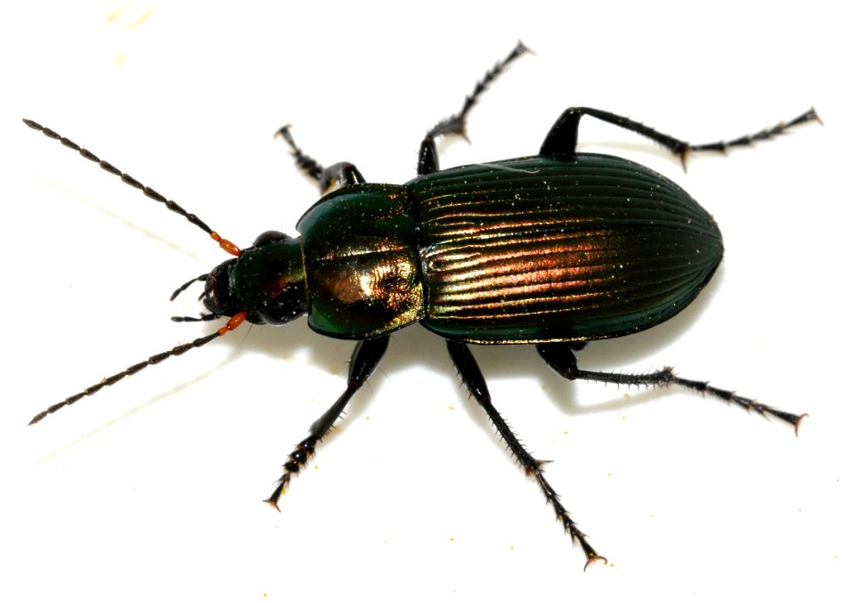 Poecilus-cupreus-17-fws