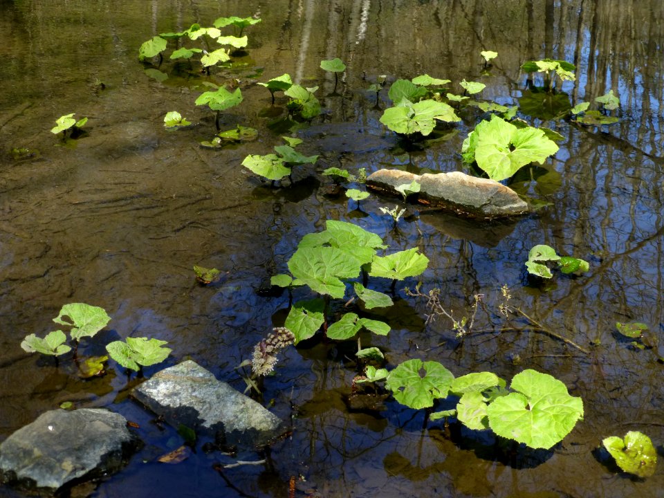 Pestwurz Murmelbach Teich 5, Apr 2021 -2