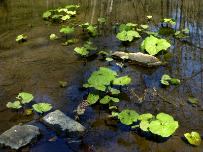 Pestwurz Murmelbach Teich 5, Apr 2021 -2