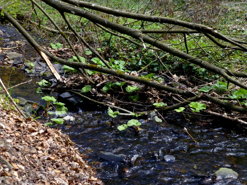 Pestwurz Murmelbach Bach östl Pilgerheim, Apr 2021 - 1